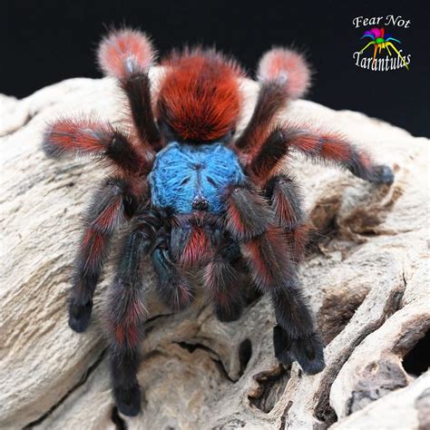 Avicularia Versicolor