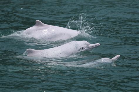 China's 'doomed' dolphin populations still deserve attention | Dialogue ...