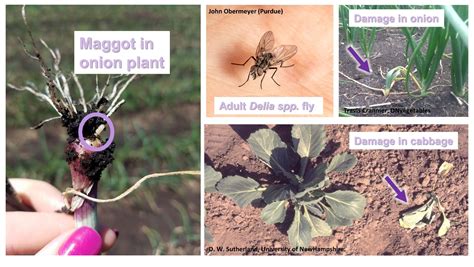 Mad about Maggots? | Fruit, Vegetable, & Specialty Crop News