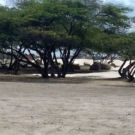 DRUIF BEACH - All You Need to Know BEFORE You Go 2026 (with Photos ...