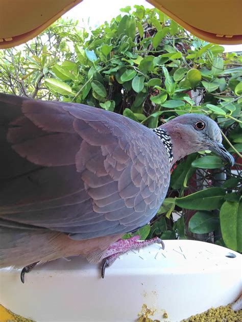 Spotted Dove