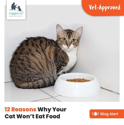 12 Reasons Why Your Cat Won’t Eat Food