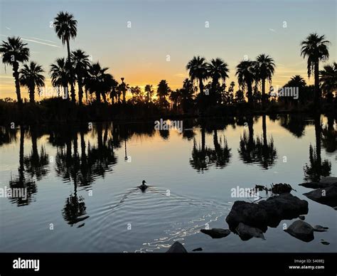 Reflecting palm trees hi-res stock photography and images - Alamy