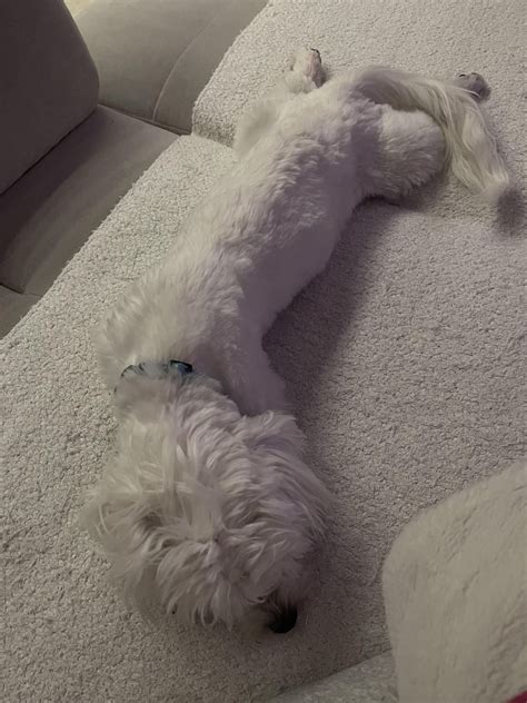 Weird sleeping position 💤 : r/Maltese