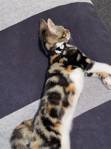 Adopted a “calico tabby” mix to find out from an exotic cat breeder ...