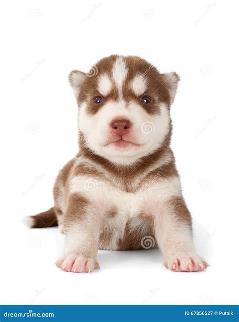 Red Siberian Husky Puppies