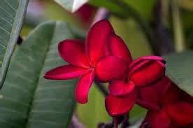 Maa tara green house beautiful Red kath golap home graden flower plant ...