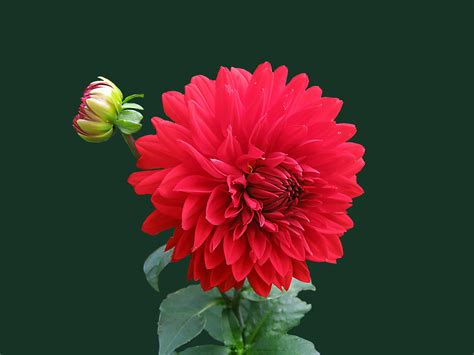 Image result for 15 Minute Craft Projects