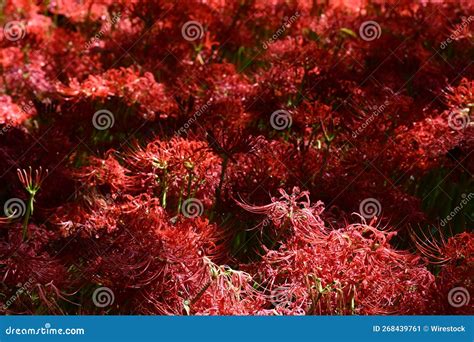 Red Spider Lilies (Lycoris Radiata) in the Garden Stock Image - Image ...