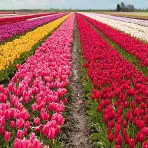 Tulips - Pink (Bulbs) - Gabbar Farms