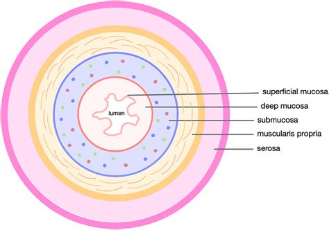 Layers Of Bowel
