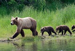 Image result for Mom and Baby Animals