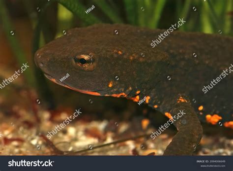 8 Tam Dao Triton Images, Stock Photos & Vectors | Shutterstock