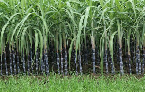 Sugarcane Industries Department | Govt. of Bihar