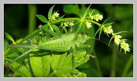Galerie » Kobylky a sarančata (Orthoptera)