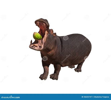 Hippo Eating Watermelon Isolated Stock Image - Image of behemoth ...