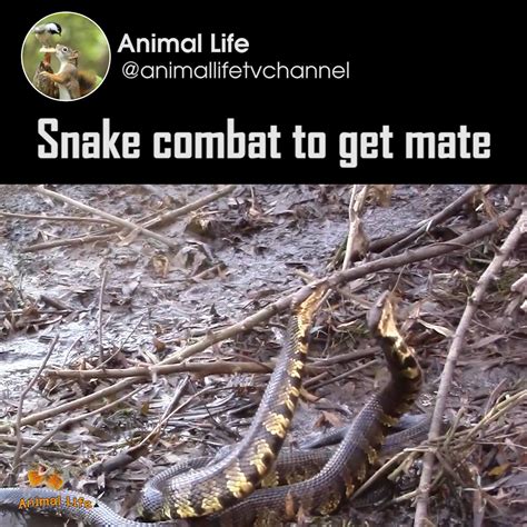 Image result for King Cobra vs Python