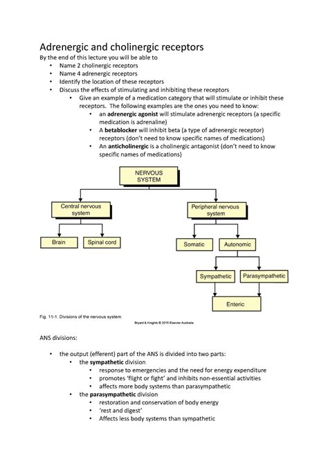 Adrenergic receptor - Adrenergic and cholinergic receptors By the end ...