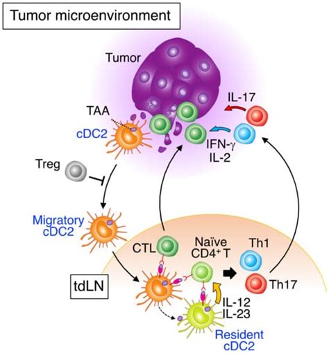 The Role of Type-2 Conventional Dendritic Cells in the Regulation of ...