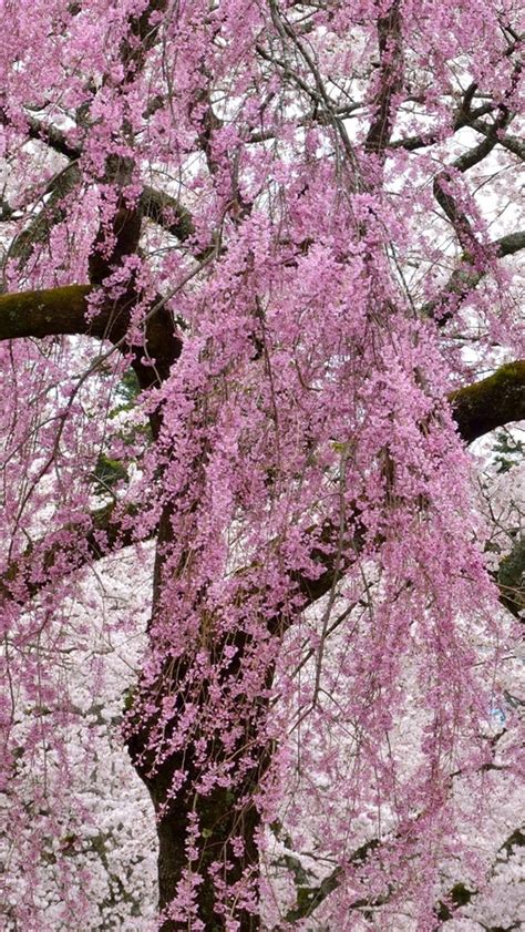 Spring Tree 的图像结果