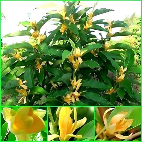 Golden Swarna Champa| Orange Swarna Champa|Sonchafa Flower |Michelia ...