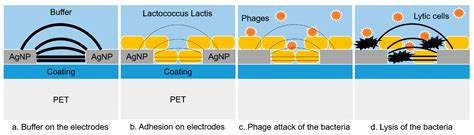 Inkjet Printed Interdigitated Biosensor for Easy and Rapid Detection of ...