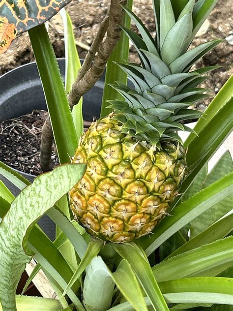 Is my pineapple ready to pick? : r/gardening