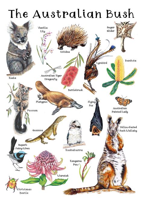 an australian bush poster with animals and plants