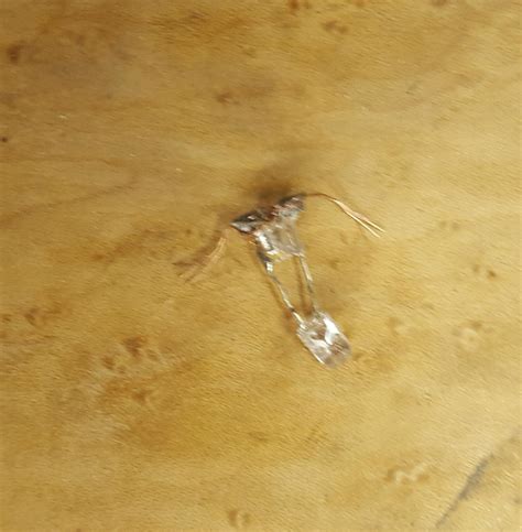 Image result for LED Checker Chess