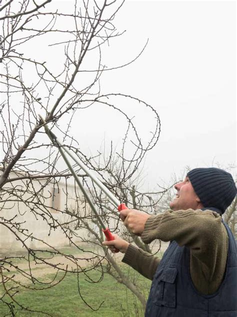 Apple Tree Pruning Guide 的图像结果