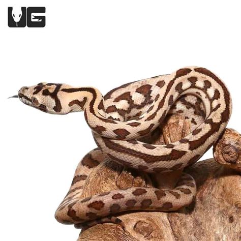 Image result for Jag Python Baby