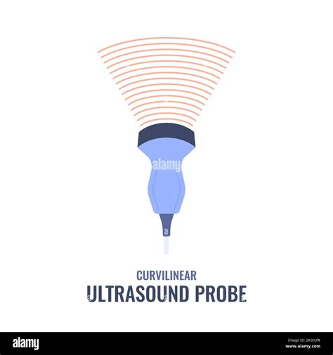 Curvilinear ultrasound probe transducer sonography diagram illustration Stock Vector Image & Art ...