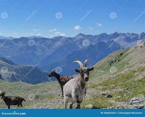 Gardetta - Herd of Mountain Goats with Scenic View of Mountain Ranges ...