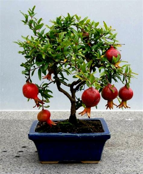 Dwarf Pomegranate Seeds (Punica granatum Nana) | €2.15 🌳🌼🌸🌿🌱🍉