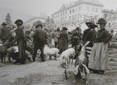 Pro Patrimonio Montano - Old pictures and postcards of Alpine pig ...