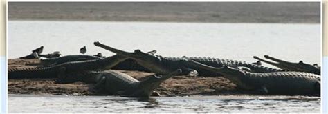Wildlife Sanctuary in Dholpur, National Chambal Sanctuary Dholpur