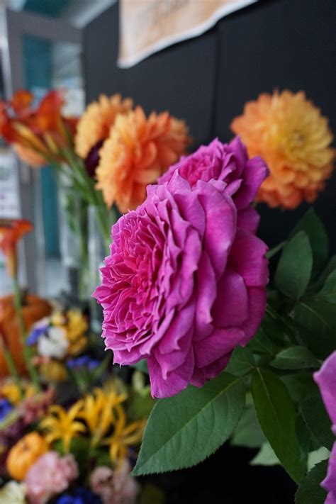 10月の花情報 - いま旬市場