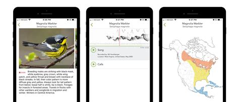 Black-backed Dwarf-Kingfisher (Oriental Dwarf Kingfisher) - eBird