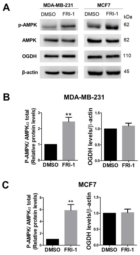 FRI-1 Is an Anti-Cancer Isoquinolinequinone That Inhibits the ...
