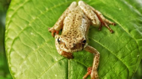 Image result for Alien Frog YouTube