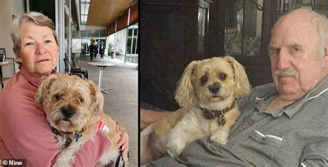 Missing dog reunited with his family after spending seven weeks in ...