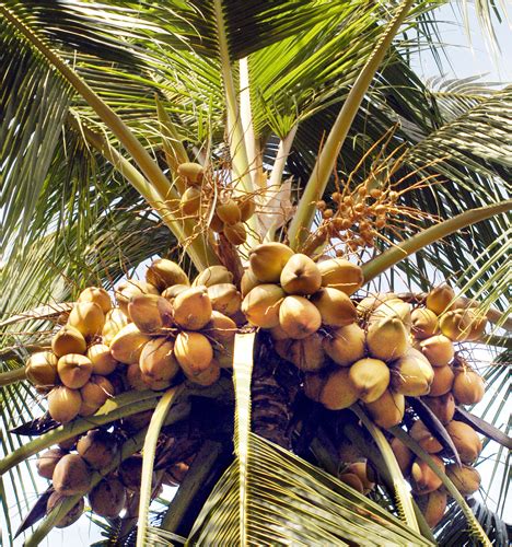 ICAR-Central Plantation Crops Research Institute