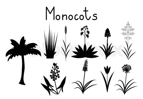 Monocots 的图像结果