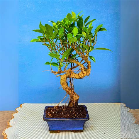 15 Most Expensive Bonsai Trees in the World [Updated 2025] – Abana Homes