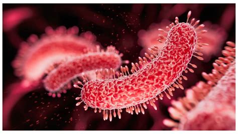 Shigella infection: 5 evident signs your body gives when you're infected
