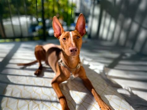 Cirneco dell'etna: L'agile, antico mastino di Sicilia