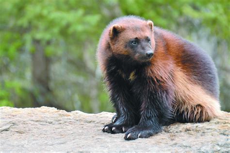 Wolverine Locations at Brittany Armstrong blog
