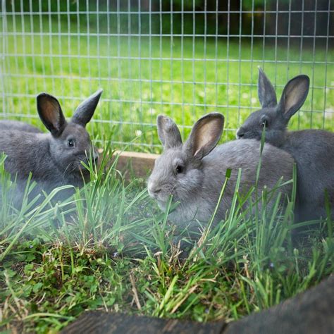 SILVER FOX RABBITS — Full Soul Farm l Michigan l Kunekune Pigs l ...