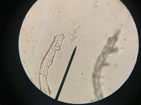 Image result for How to Use Microscope for Identification