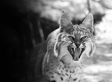 Remembering Blue Springs High School - Legacy.com